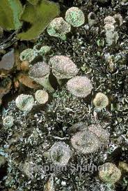 Attēlu rezultāti vaicājumam “Cladonia pyxidata”
