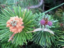 Attēlu rezultāti vaicājumam “Pinus pumila”