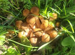 Attēlu rezultāti vaicājumam “Cribraria argillacea stalked”