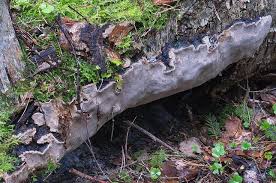 Attēlu rezultāti vaicājumam “Phellinus laevigatus”