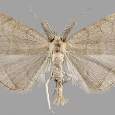 Attēlu rezultāti vaicājumam “Herminia tarsicrinalis”