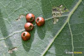 Attēlu rezultāti vaicājumam “Cerura vinula larva”
