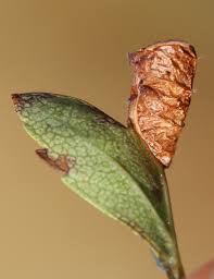 Attēlu rezultāti vaicājumam “Parornix anglicella”