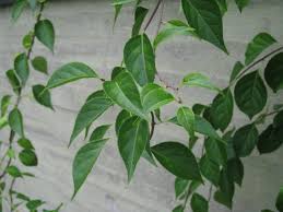 Attēlu rezultāti vaicājumam “Celastrus flagellaris”