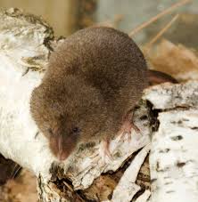 Attēlu rezultāti vaicājumam “Insectivora”