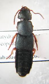 Attēlu rezultāti vaicājumam “Platydracus fulvipes”