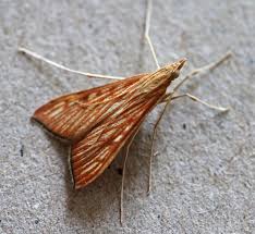 Attēlu rezultāti vaicājumam “Crambidae”