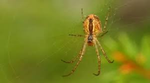 Attēlu rezultāti vaicājumam “Metellina segmentata”