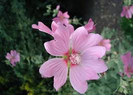 Image result for Lavatera thuringiaca