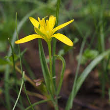 Attēlu rezultāti vaicājumam “Gagea pratensis”