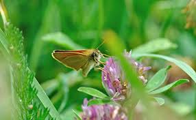 Attēlu rezultāti vaicājumam “Thymelicus lineola”