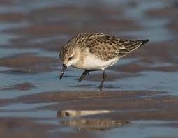 Image result for Calidris ruficollis