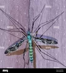 Attēlu rezultāti vaicājumam “Epiphragma ocellare”