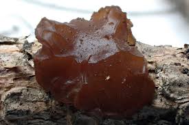 Attēlu rezultāti vaicājumam “Exidia saccharina”