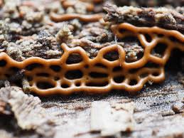 Attēlu rezultāti vaicājumam “Heterotrichia insignis (syn. Arcyria insignis) macro”