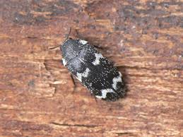 Attēlu rezultāti vaicājumam “Megatoma undata”