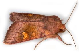 Attēlu rezultāti vaicājumam “Amphipoea”