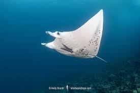 Image result for Mobula alfredi