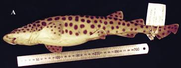 Image result for Poroderma pantherinum