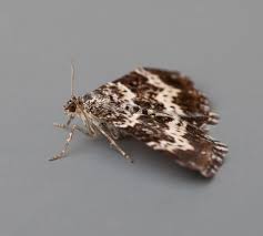 Attēlu rezultāti vaicājumam “Epirrhoe tristata imago”