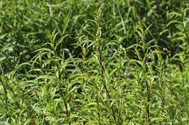 Attēlu rezultāti vaicājumam “Persicaria hydropiper”