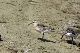 Attēlu rezultāti vaicājumam “Calidris ferruginea”