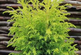 Attēlu rezultāti vaicājumam “Juniperus communis”