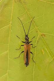 Attēlu rezultāti vaicājumam “Oedemera femorata”