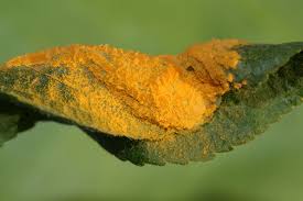 Attēlu rezultāti vaicājumam “Trachyspora intrusa”