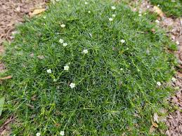 Attēlu rezultāti vaicājumam “Neckera complanata”