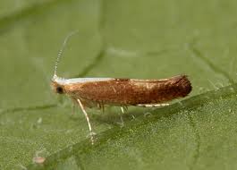 Attēlu rezultāti vaicājumam “Argyresthia albistria”