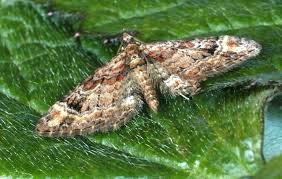 Attēlu rezultāti vaicājumam “Gymnoscelis rufifasciata”