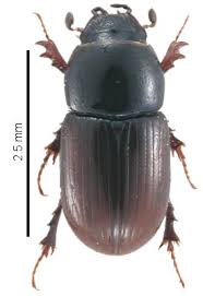 Attēlu rezultāti vaicājumam “Aphodius sp.”