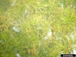 Attēlu rezultāti vaicājumam “Najas minor”