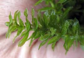 Attēlu rezultāti vaicājumam “Hydrilla verticillata”