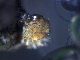 Attēlu rezultāti vaicājumam “Craterium aureum spores”