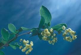 Attēlu rezultāti vaicājumam “Berberis vulgaris”