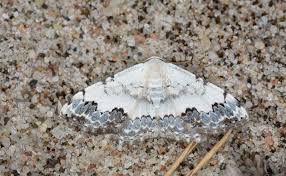 Attēlu rezultāti vaicājumam “Scopula floslactata imago”