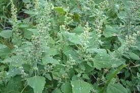 Attēlu rezultāti vaicājumam “Chenopodium album flower”