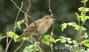 Image result for Locustella fluviatilis