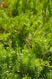 Attēlu rezultāti vaicājumam “Juniperus sabina”