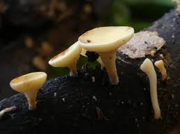 Attēlu rezultāti vaicājumam “Hymenoscyphus calyculus”