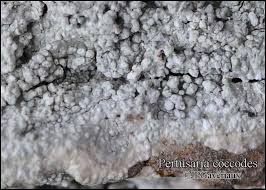 Attēlu rezultāti vaicājumam “Pertusaria coccodes”