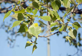 Attēlu rezultāti vaicājumam “Populus x canadensis”