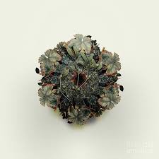 Attēlu rezultāti vaicājumam “Viscum album fruit”