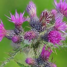 Attēlu rezultāti vaicājumam “Cirsium palustre flower”