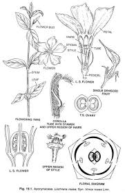Attēlu rezultāti vaicājumam “Apocynaceae”