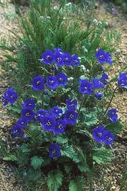 Attēlu rezultāti vaicājumam “Hydrophyllaceae”