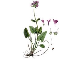 Attēlu rezultāti vaicājumam “Stachys officinalis bud”