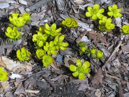Attēlu rezultāti vaicājumam “Eranthis hyemalis”